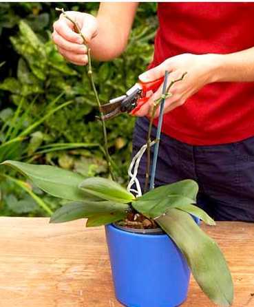 Период и время цветения кактусов: условия по уходу и выращиванию растения дома