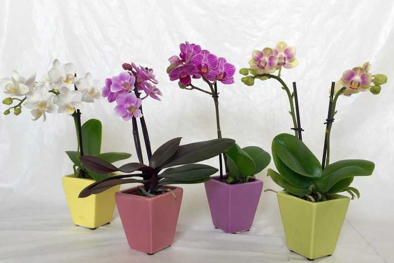 Орхидея мильтония: уход в домашних условиях и пересадка