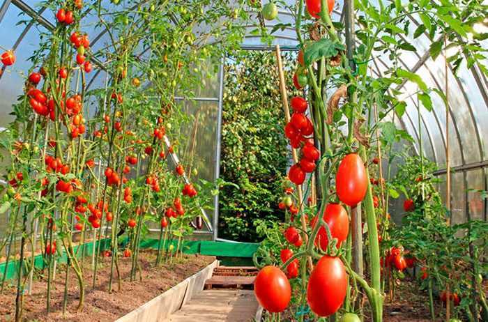 Выращивание помидоров в теплице – бизнес-план с расчетами