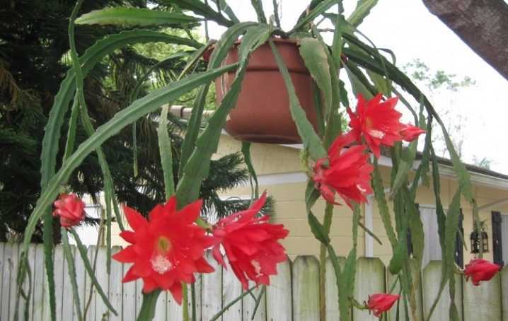 Нотокактус: название, описание, фото видов кактуса, уход в домашних условиях