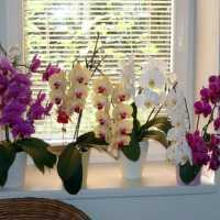 Как надо поливать домашнюю орхидею