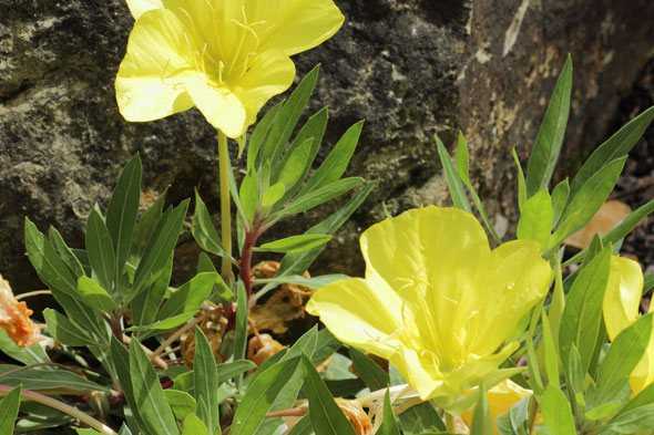 Описание многолетней энотеры: как правильно посадить и ухаживать за цветком