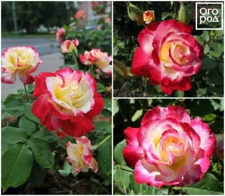 Dorothy perkins — плетистая роза из сша