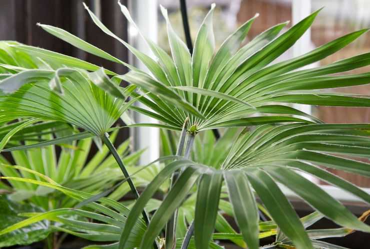 Растение трахикарпус (Trachycarpus) является представителем семейства Пальмовые Род объединяет 9 видов, в природных условиях они произрастают на территории Восточной Азии Наиболее широко они распространены в Китае, Гималаях, Японии и Бирме