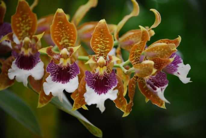 Орхидея камбрия - уход в домашних условиях | ароматы и цветы для здоровья-красоты