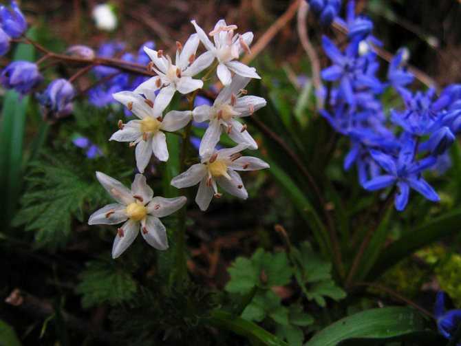 Пролеска сибирская: виды цветка, выращивание в саду