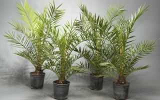 Семена пальмы: как из семечки вырастить роскошное тропическое деревце?
