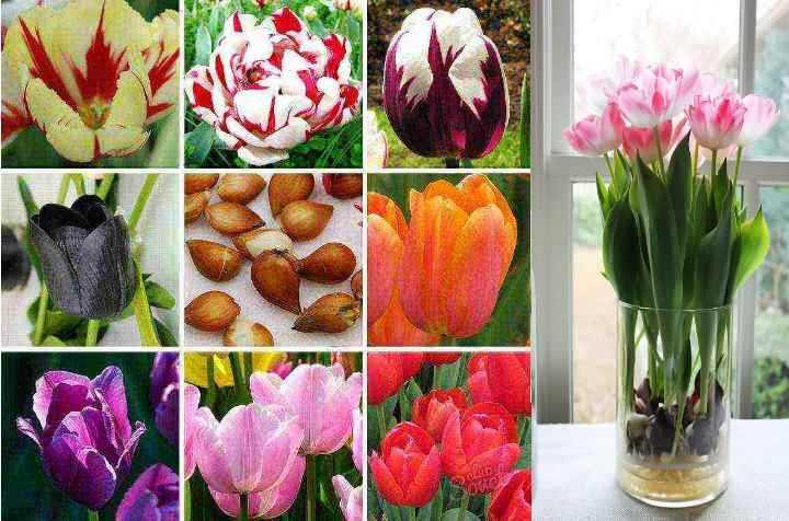 Чем подкормить тюльпаны весной для пышного цветения: удобрения