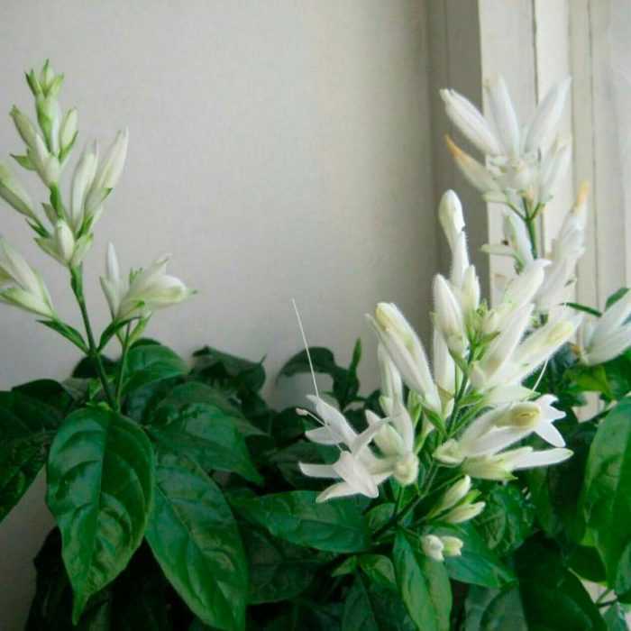 Цветок кротон: уход в домашних условиях, полив, пересадка и размножение