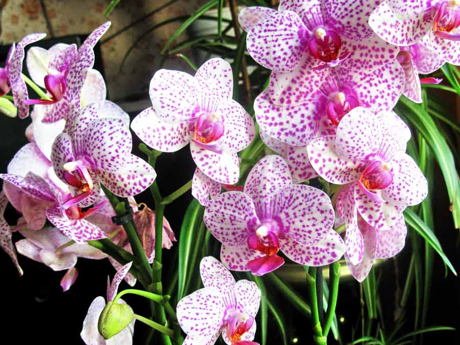 Необычные орхидеи: фото и характеристика самых редких представителей с разнообразным окрасом и удивительной формой русский фермер