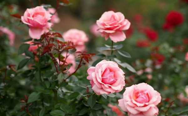 Штамбовые розы: лучшие сорта и правила обрезки