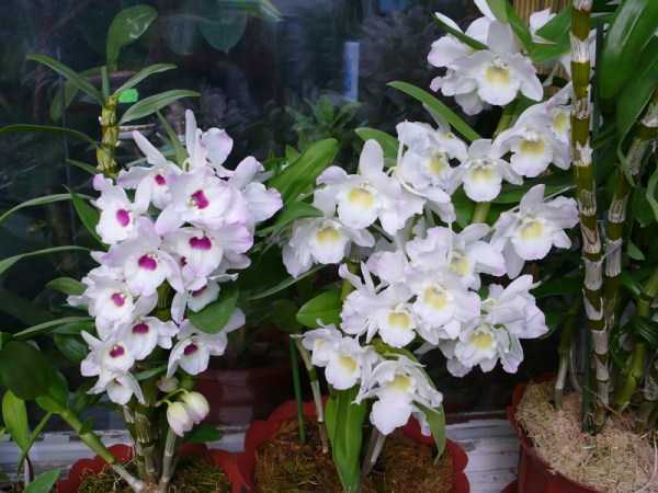Садовые орхидеи, похожие на бабочку, и их описание, фото и виды: трициртисы, башмачок