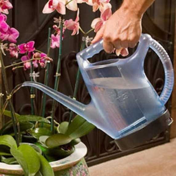 Орхидеи - как поливать правильно?