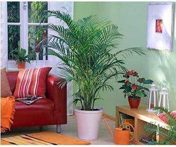 Пальма цикас: уход в домашних условиях, размножение, пересадка, фото
