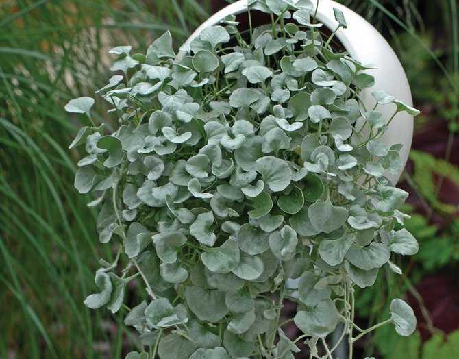 Дихондра Серебристый водопад – ампельное или почвопокровное растение, широко применяющееся в ландшафтном дизайне Дихондру можно вырастить из семян или методом