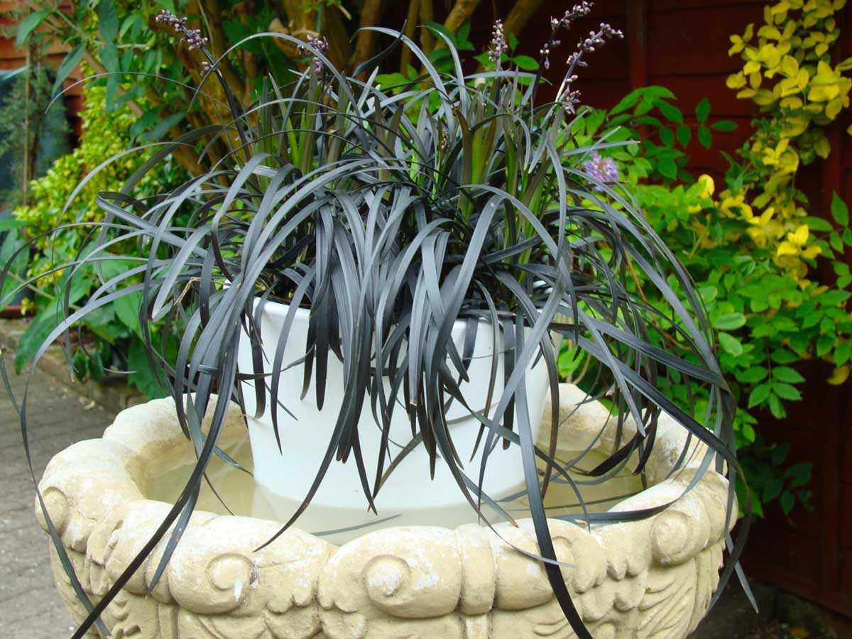 Растение офиопогон – выращивание в домашних условиях