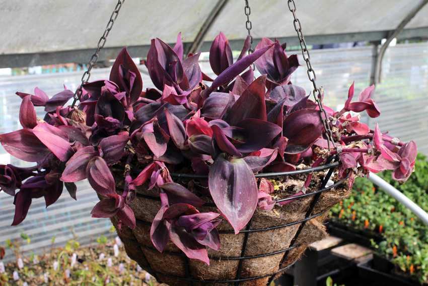 Цветок сеткреазия пурпурная, полосатая и зеленая уход в домашних условиях размножение черенками