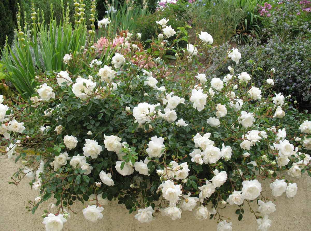 Уход за розами весной после зимы в открытом грунте: видео инструкция по обрезке, подкормке и обработке от вредителей