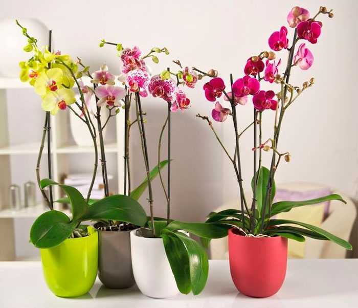 Правильный уход за растениями обеспечит регулярное цветение и защитит растение от разрушительного воздействия внешних факторов Лучшим местом для орхидеи станет