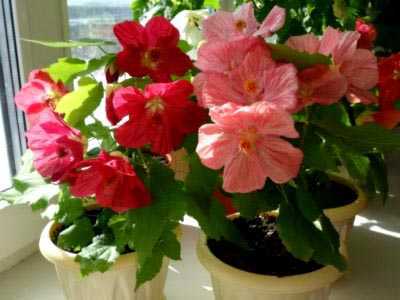 Выращивание абутилона в домашних условиях: виды, уход, фото комнатного цветка
