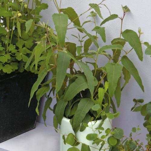 Эвкалипт комнатный — лечебное декоративное растение