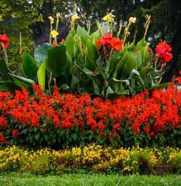 Цветок канна – посадка и уход в открытом грунте, выращивание канны садовой | мир садоводства