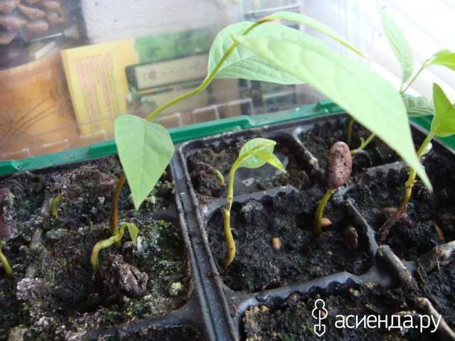 Цветущее растение азимина (Asimina), либо пау-пау является представителем семейства Анноновые Этот род объединяет 8 видов, в природных условиях такое растение более всего распространено на территории Соединенных Штатов Америки