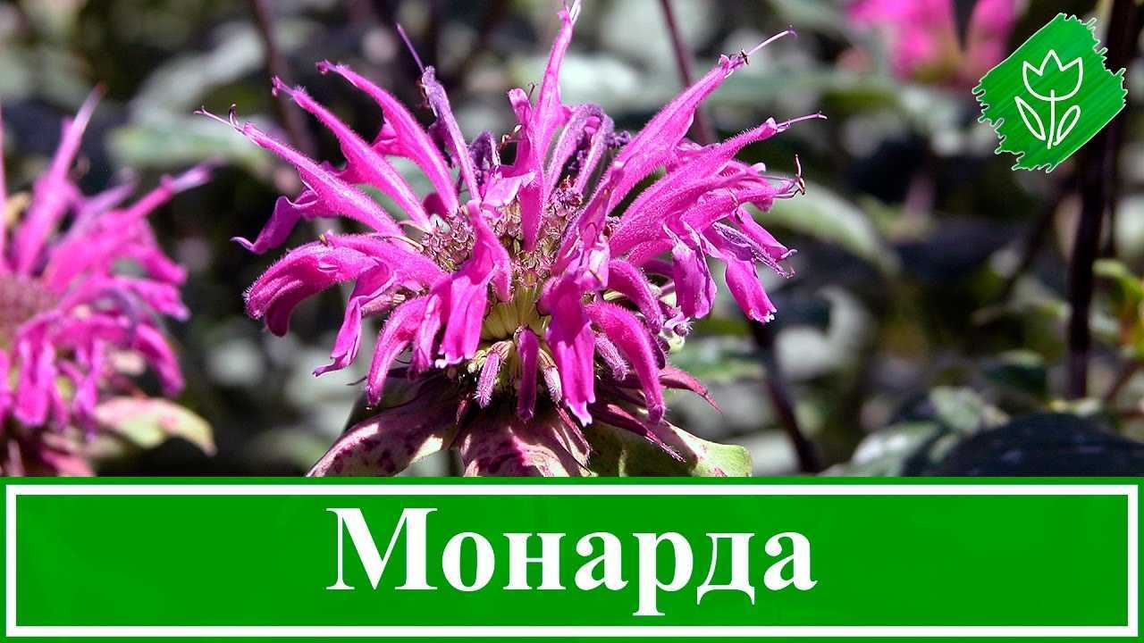 Монарда - фото цветка, лечебные свойства, посадка и уход в открытом грунте, выращивание из семян, сорта