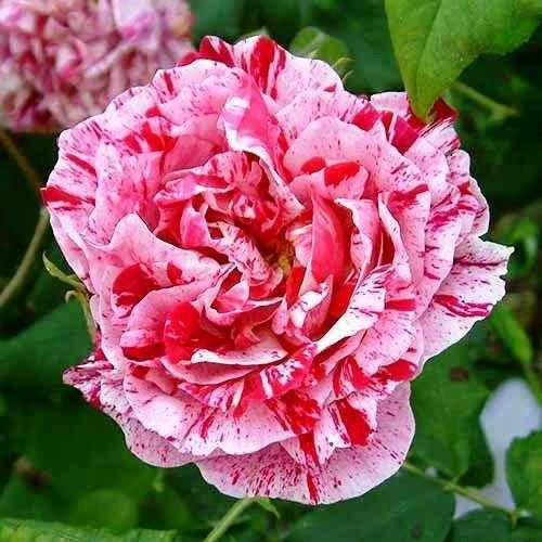Роза парковая фердинанд пичард (ferdinand pichard): фото и описание, отзывы о сорте