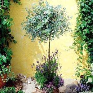 Комнатное растение эвкалипт: домашний уход, размножение в квартире и полезные свойства