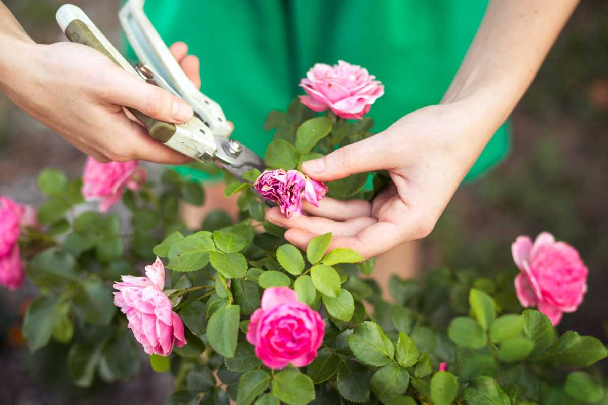Как обрезать чайно-гибридную розу правильно