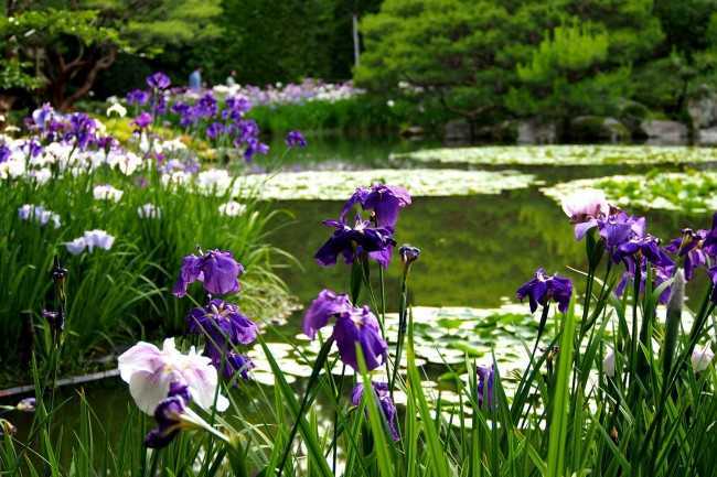 Ирисы - 102 фото самых популярных цветов для сада и огорода