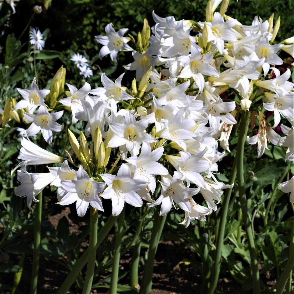 Цветок лилия – посадка и уход в открытом грунте, фото лилий, пересадка и размножение лилий