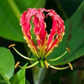 Цветок глориоза: фото, посадка и уход в процессе выращивания в домашних условиях этого растения