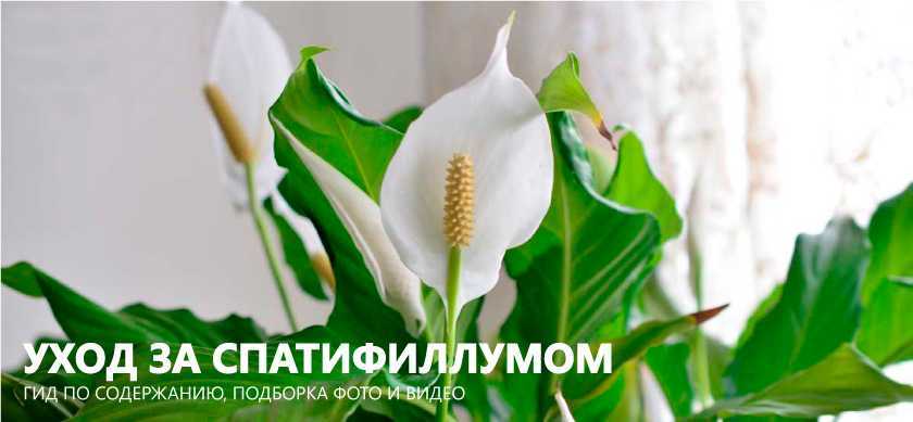 Размножение антуриума в домашних условиях (47 фото): как размножить «мужское счастье» листом? как правильно размножать черенками? уход за цветком