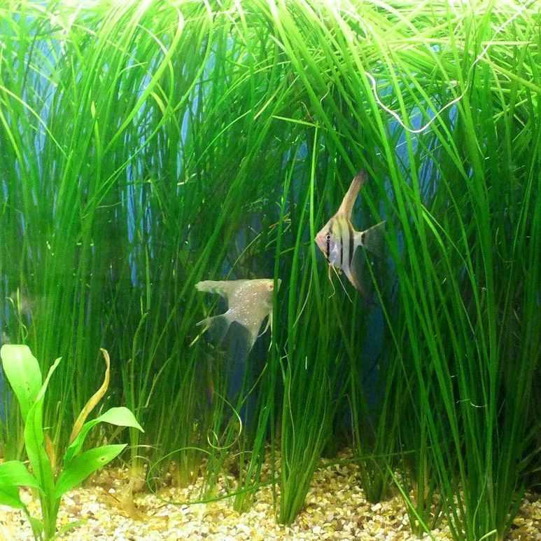 Валлиснерия спиральная и 6 самых популярных видов аквариумного растения