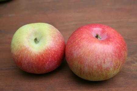 Дерево декоративная яблоня: описание видов и сортов, уход и обрезка декоративной яблони