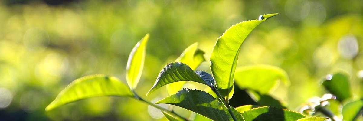 Чайное дерево – как правильно поливать, обрезать, пересаживать и размножать?