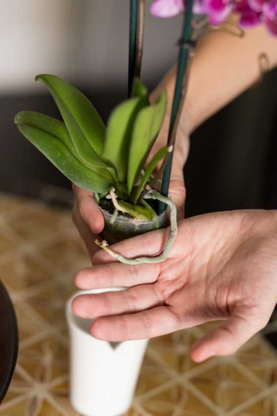 Как максимально безболезненно обрезать орхидею