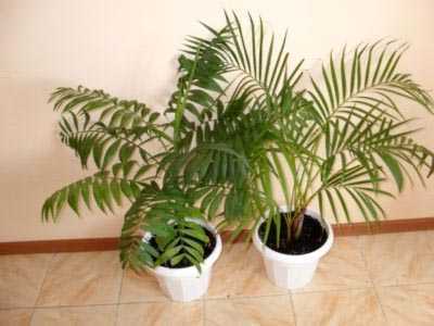 Как ухаживать за ховеей форстера: выращивание комнатной пальмы