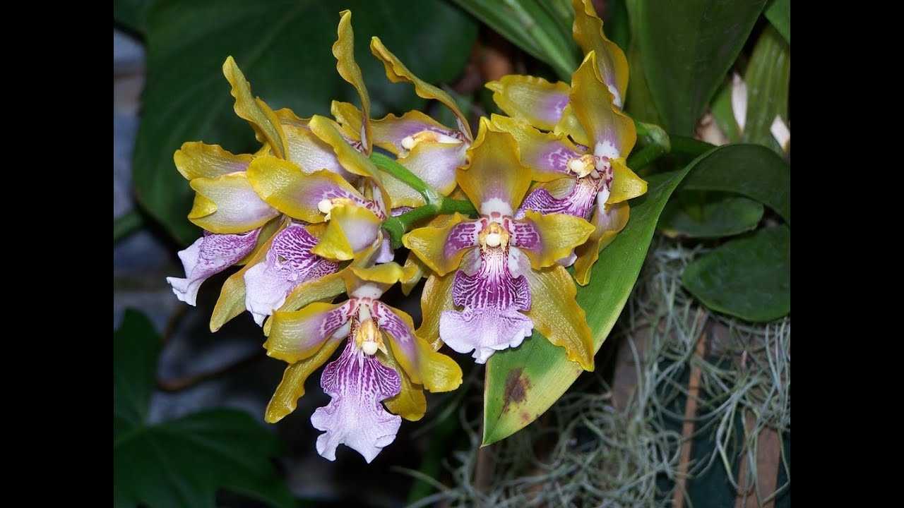 Орхидея зигопеталум — как ухаживать в домашних условиях