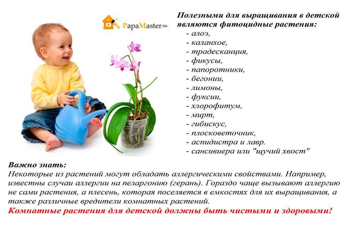 12 лучших комнатных растений безопасных для детской комнаты: название с картинками и описание цветов