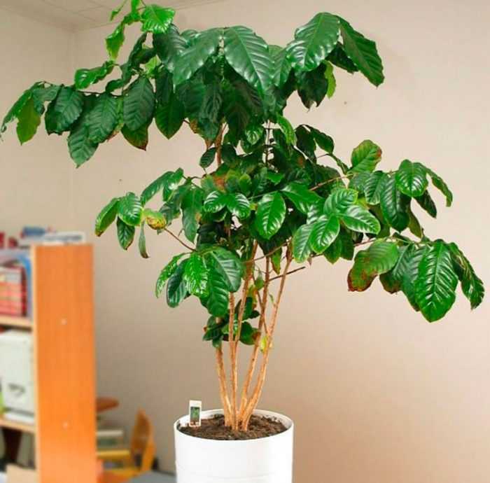 Родом кофейное дерево из Эфиопии Поначалу оно путешествовало по различным странам, а затем оказалось в Европе, там оно довольно успешно выращивалось цветоводами в комнатных условиях