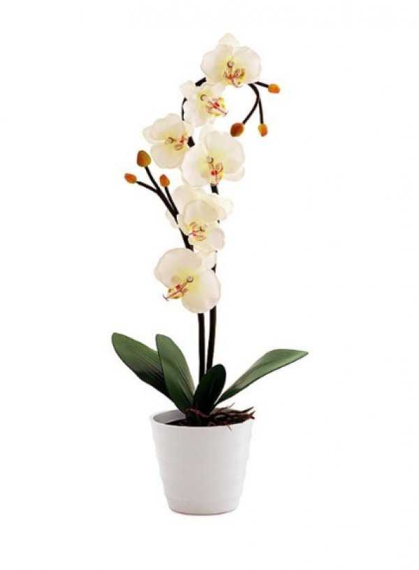 Как размножить орхидею в домашних условиях?