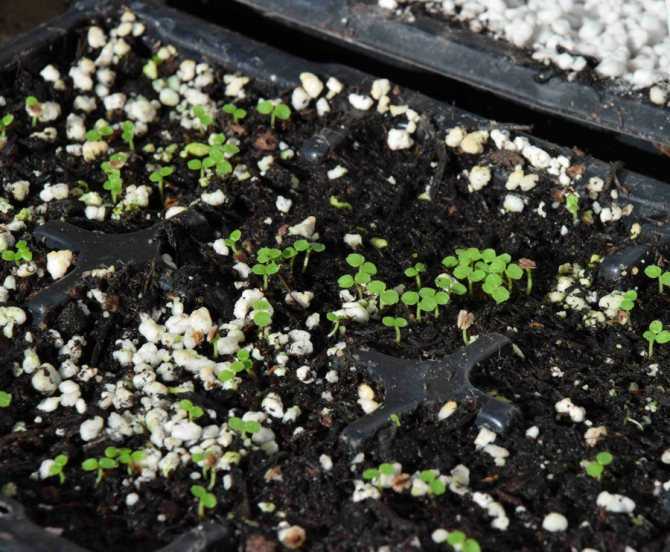 Родохитон: посадка и уход в открытом грунте, выращивание из семян