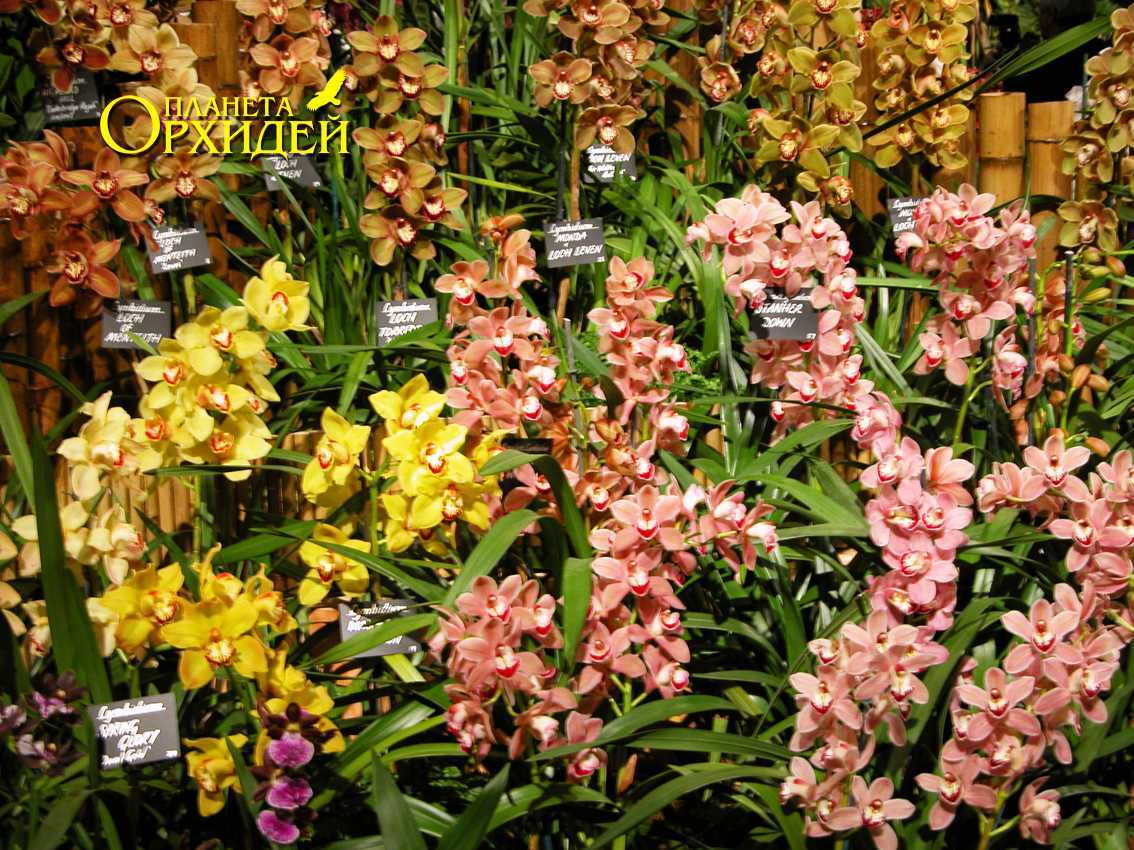 Орхидея цимбидиум – восточный красавец с кротким нравом