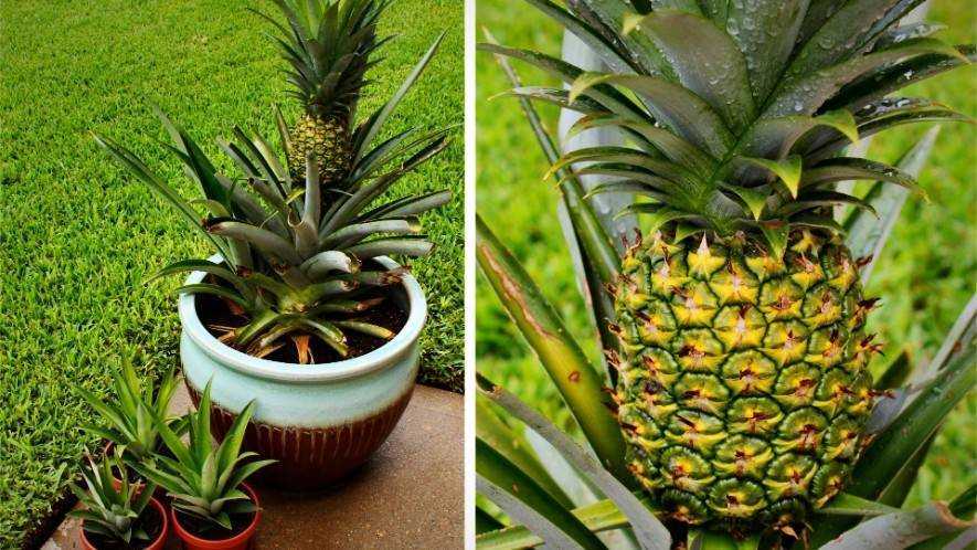 Рассмотрим как вырастить комнатный ананас, и как за нам ухаживать Единственным растением со съедобными плодами из семейства бромелиевых является ананас