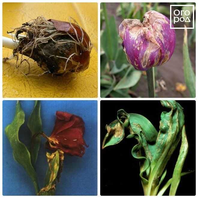 Болезни и вредители тюльпанов и борьба с ними | сайт о саде, даче и комнатных растениях.
