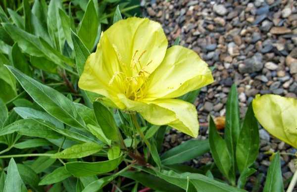 Лунник цветок: выращивание и уход в открытом грунте,фото,видео