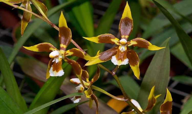 Орхидея одонтоглоссум фото, уход в домашних условиях, содержание и размножение одонтоглоссума